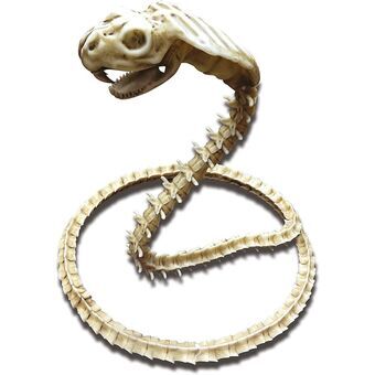 Costune accessorie My Other Me Skeleton Cobra